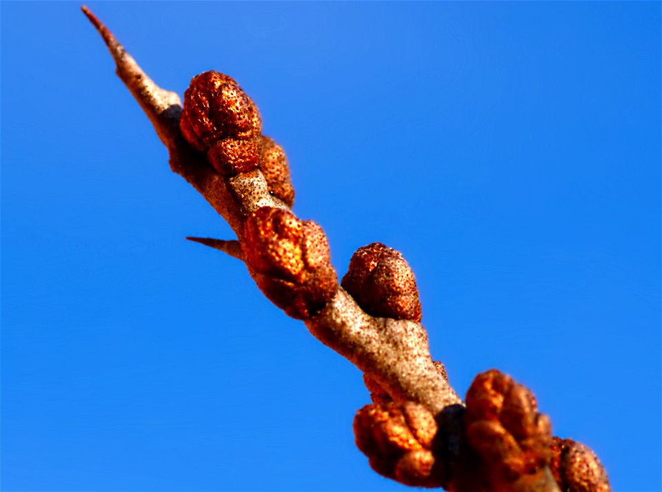Hippophae rhamnoides, male, in winter, (Baumkirchen, Austria)