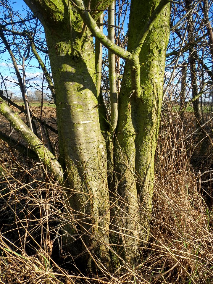 Kirschpflaume (Prunus cerasifera) bei Reilingen
