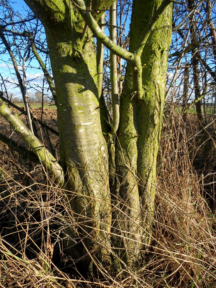 Kirschpflaume (Prunus cerasifera) bei Reilingen photo