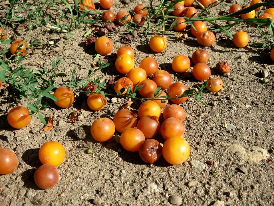 Kirschpflaumen (Prunus cerasifera) in Hockenheim