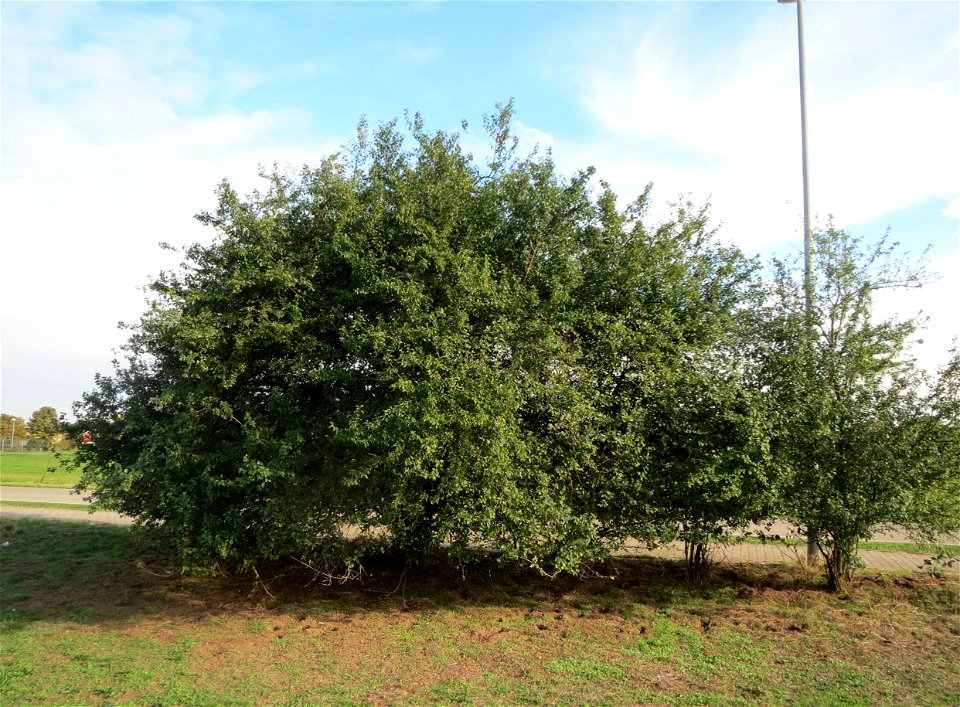 Kirschpflaume (Prunus cerasifera) in Hockenheim-Talhaus