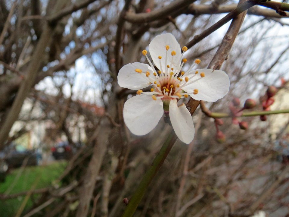 Kirschpflaume (Prunus cerasifera) in Hockenheim