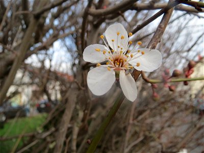 Kirschpflaume (Prunus cerasifera) in Hockenheim