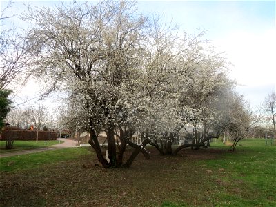 Kirschpflaume (Prunus cerasifera) im Landesgartenschaupark Hockenheim