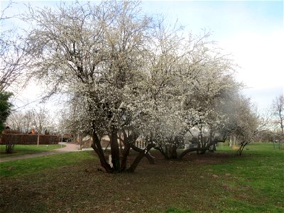 Kirschpflaume (Prunus cerasifera) im Landesgartenschaupark Hockenheim photo