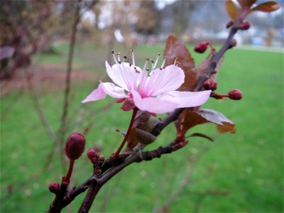 Kirschpflaume (Prunus cerasifera) am Staden in Saarbrücken