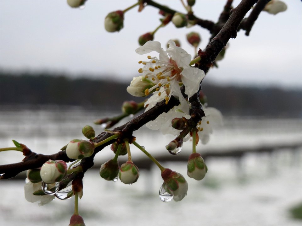 Kirschpflaume (Prunus cerasifera) in Hockenheim
