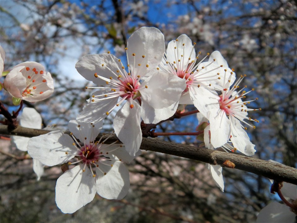 Kirschpflaume (Prunus cerasifera) in Hockenheim