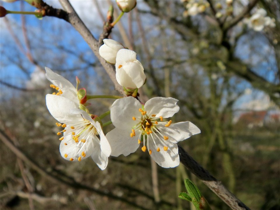 Kirschpflaume (Prunus cerasifera) in Hockenheim