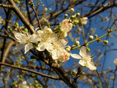 Kirschpflaume (Prunus cerasifera) in Hockenheim