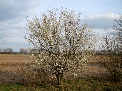 Kirschpflaume (Prunus cerasifera) bei Reilingen