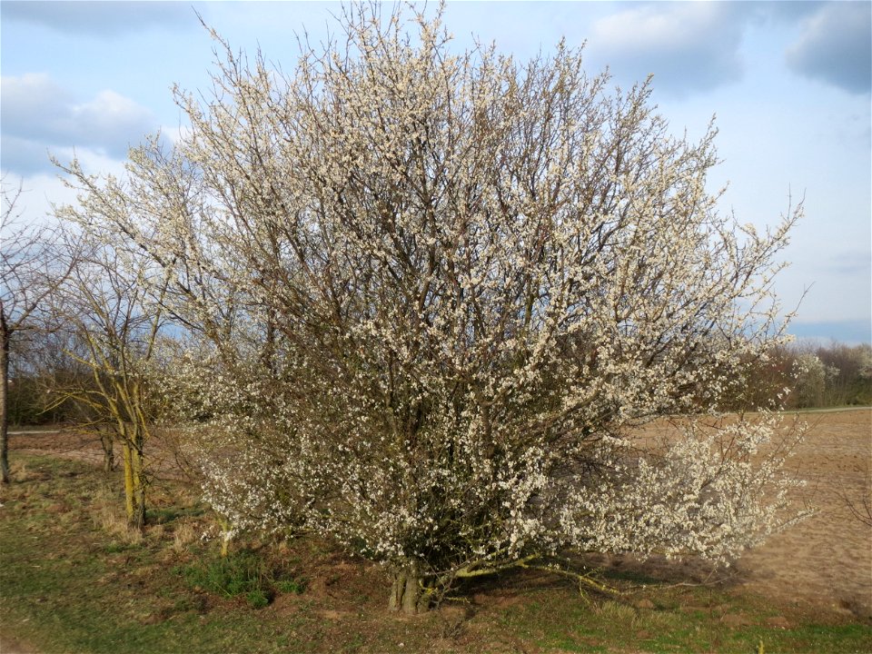 Kirschpflaume (Prunus cerasifera) bei Reilingen