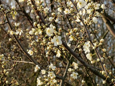 Kirschpflaume (Prunus cerasifera) bei Reilingen photo