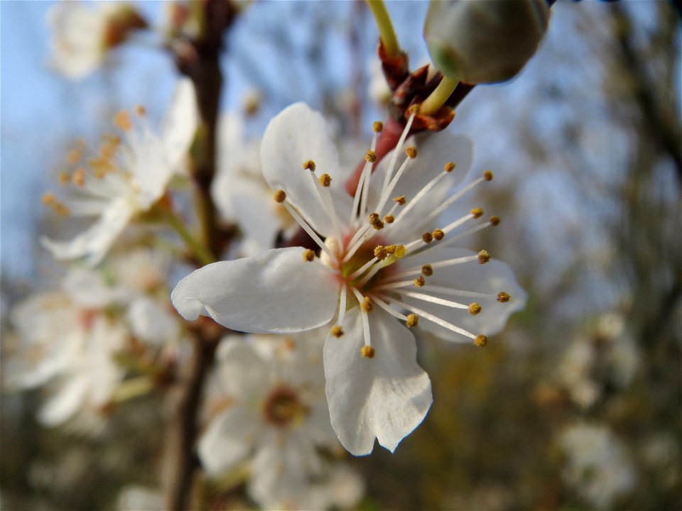 Kirschpflaume (Prunus cerasifera) bei Reilingen