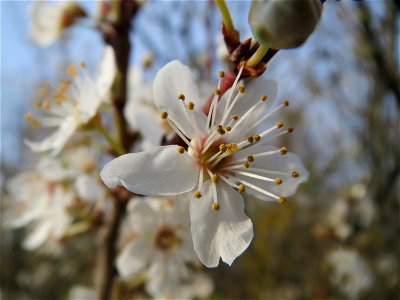 Kirschpflaume (Prunus cerasifera) bei Reilingen photo