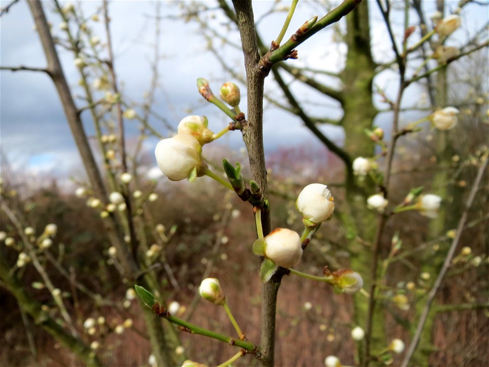 Kirschpflaume (Prunus cerasifera) in der Galgendell in Alt-Saarbrücken