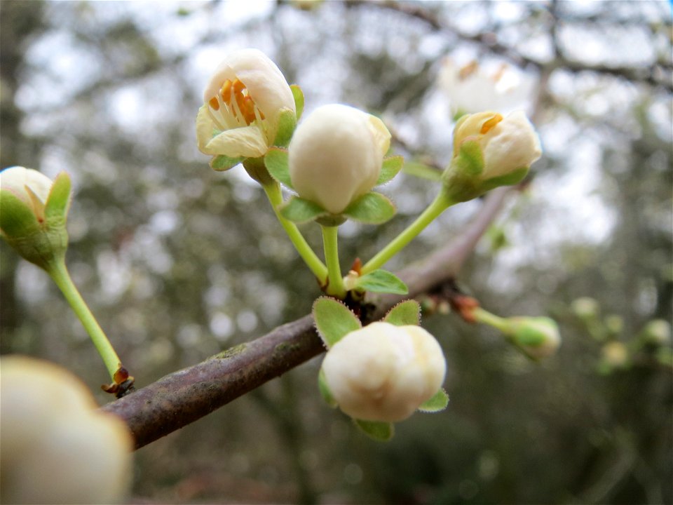 Kirschpflaume (Prunus cerasifera) im Schwetzinger Hardt