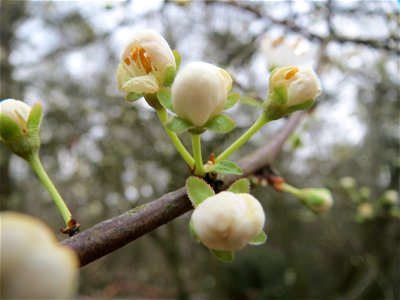 Kirschpflaume (Prunus cerasifera) im Schwetzinger Hardt photo
