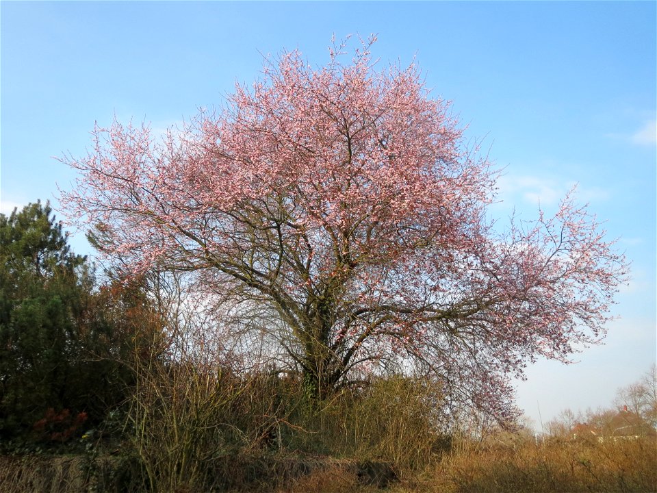 Kirschpflaume (Prunus cerasifera) in Hockenheim