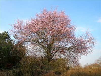 Kirschpflaume (Prunus cerasifera) in Hockenheim