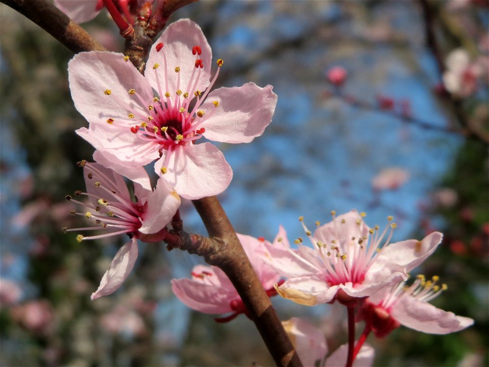 Kirschpflaume (Prunus cerasifera) im Ebertpark Hockenheim
