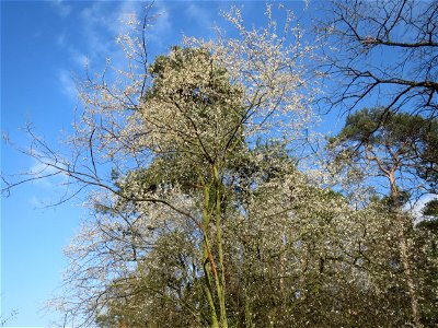 Kirschpflaume (Prunus cerasifera) im Schwetzinger Hardt photo