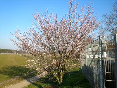 Kirschpflaume (Prunus cerasifera) in Hockenheim