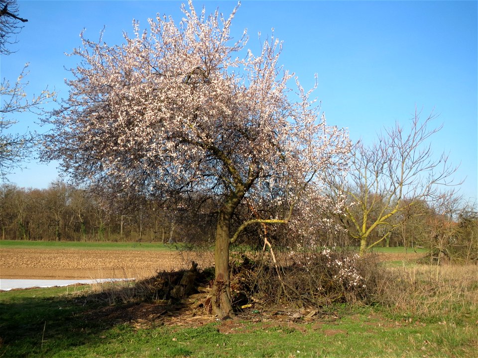 Blühende Kirschpflaume (Prunus cerasifera) im Hockenheimer Rheinbogen