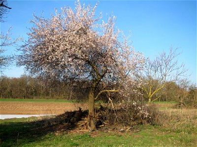 Blühende Kirschpflaume (Prunus cerasifera) im Hockenheimer Rheinbogen