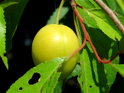 Kirschpflaume (Prunus cerasifera) bei Reilingen photo