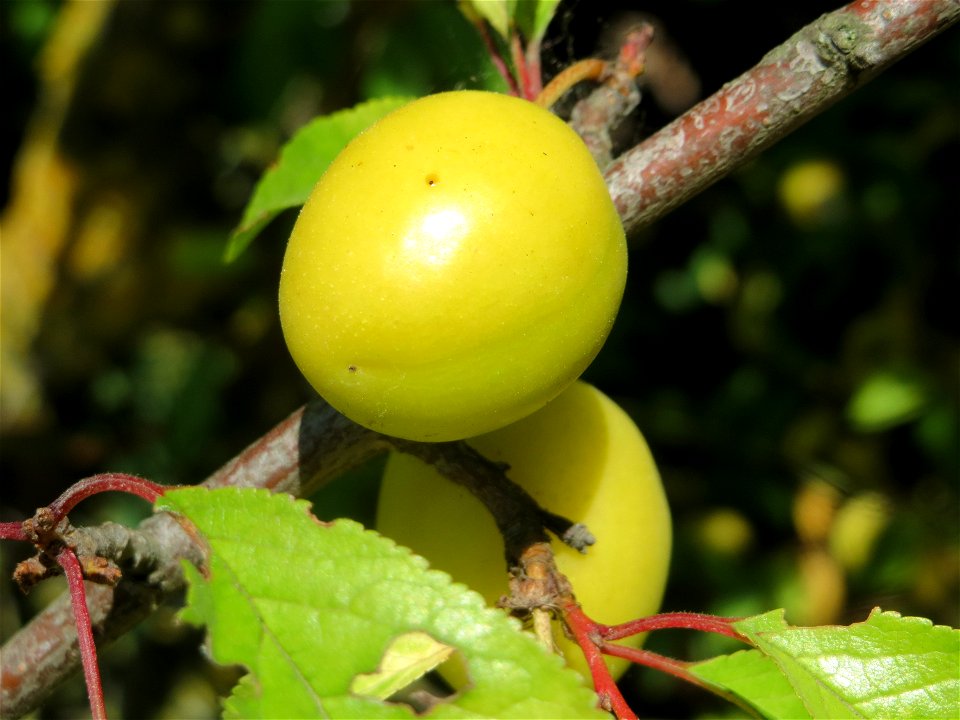 Kirschpflaume (Prunus cerasifera) bei Reilingen