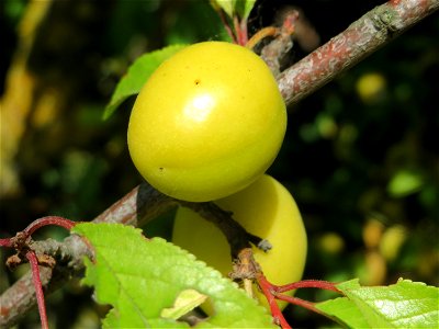 Kirschpflaume (Prunus cerasifera) bei Reilingen photo