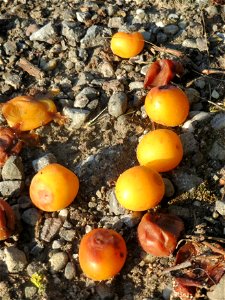 Kirschpflaume (Prunus cerasifera) bei Hockenheim photo