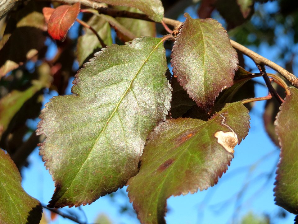 Kirschpflaume (Prunus cerasifera) in Hockenheim