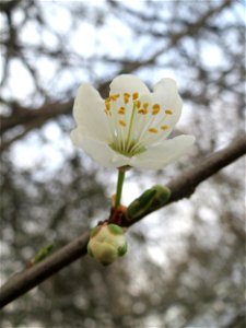Die ersten Blüten der Kirschpflaume (Prunus cerasifera) im Landesgartenschaupark in Hockenheim