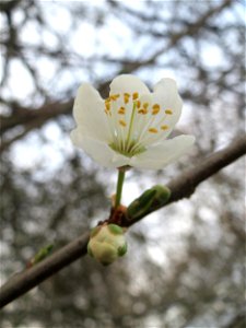 Die ersten Blüten der Kirschpflaume (Prunus cerasifera) im Landesgartenschaupark in Hockenheim photo