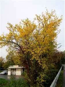Kirschpflaume (Prunus cerasifera) in Hockenheim