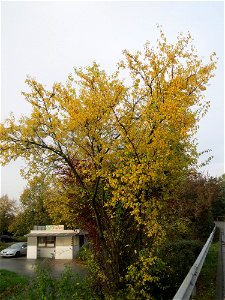 Kirschpflaume (Prunus cerasifera) in Hockenheim photo