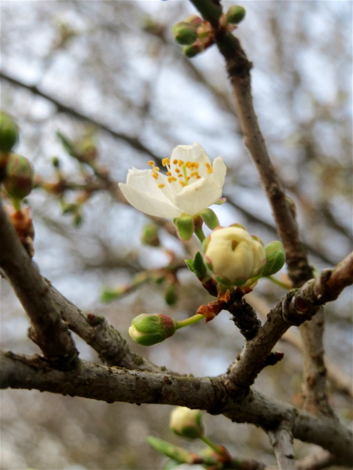 Die ersten Blüten der Kirschpflaume (Prunus cerasifera) im Landesgartenschaupark in Hockenheim