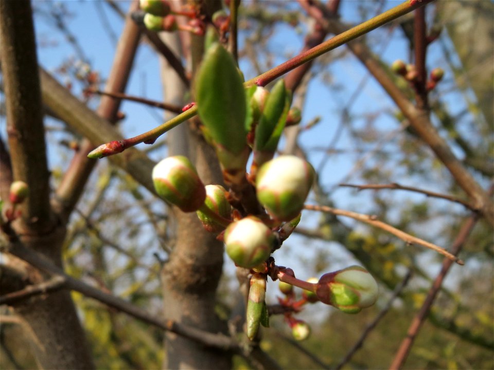 Blütenknospen der Kirschpflaume (Prunus cerasifera) in Hockenheim