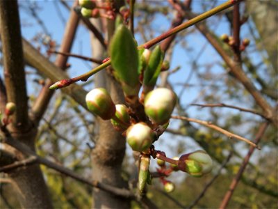 Blütenknospen der Kirschpflaume (Prunus cerasifera) in Hockenheim