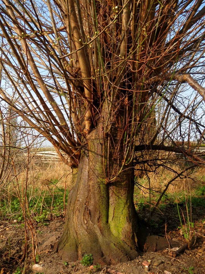Stamm der Kirschpflaume (Prunus cerasifera) im Hockenheimer Rheinbogen