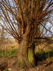 Stamm der Kirschpflaume (Prunus cerasifera) im Hockenheimer Rheinbogen