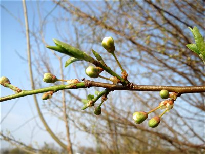 Kirschpflaume (Prunus cerasifera) im Hockenheimer Rheinbogen