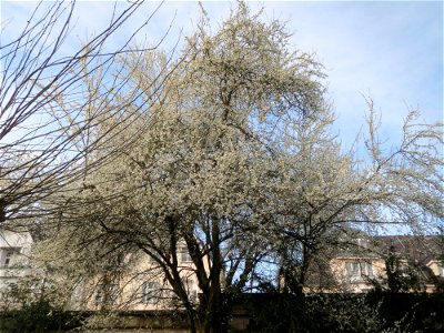 Blühende Kirschpflaume (Prunus cerasifera) am Staden in Saarbrücken
