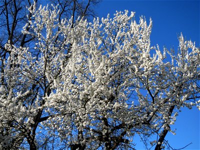 Blühende Kirschpflaume (Prunus cerasifera) an der Saar in Alt-Saarbrücken photo