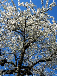 Blühende Kirschpflaume (Prunus cerasifera) an der Saar in Alt-Saarbrücken - oft wird dieser Baum fälschlicherweise für eine Mirabelle gehalten photo