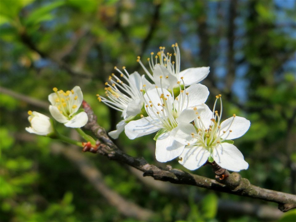 Die letzten Blüten der Kirschpflaume (Prunus cerasifera) auf einem Grünstreifen zwischen Eisenbahnstraße und Am Damm in Hockenheim