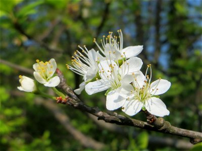 Die letzten Blüten der Kirschpflaume (Prunus cerasifera) auf einem Grünstreifen zwischen Eisenbahnstraße und Am Damm in Hockenheim photo