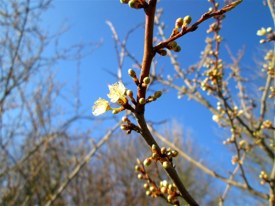 Aufblühende Kirschpflaume (Prunus cerasifera) bei Reilingen - an diesem Standort an einem Brückendamm der Rheinbahn blüht die Kirschpflaume stets als eine der ersten ihrer Art